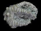 Bargain, Cyathocrinites Crinoid Fossil - Crawfordsville, Indiana #68504-1
